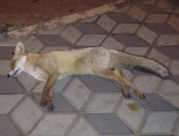 Ветеринары и коммунальщики не подтверждают появления лисицы в центре Мелитополя фото