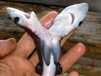Двухголовая акула - несчастный монстр, созданный разрушенной экологией фото