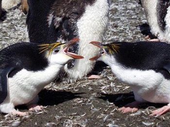 Пингвины перестают быть добрыми, когда речь идет о самках (видео 18+) фото