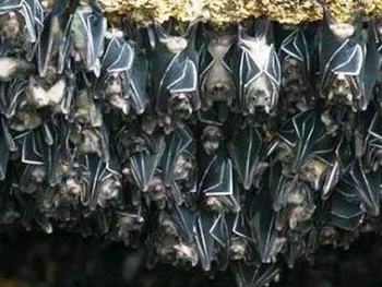 Есть животные, которые летают быстрее птиц фото