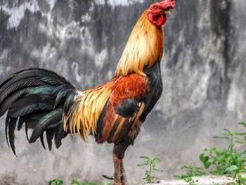 Новый год 2017: как лучше встречать год огненного Петуха фото