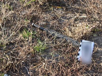 В Запорожской области во дворе школы собаки откопали труп фото