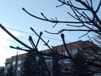 На одной из улиц Запорожья расцвел клен  фото