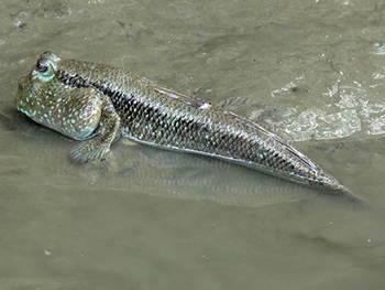 Останки первого животного, перебравшегося жить на сушу, обнаружили ученые фото