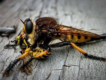 Новую муху-убийцу обнаружили в Африке фото