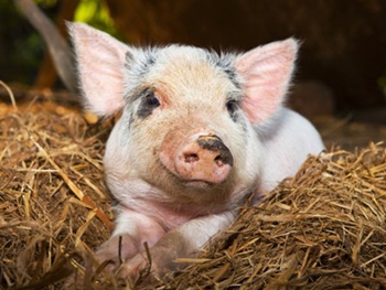 Еще в трех областях Украины зафиксировали африканскую чуму свиней фото