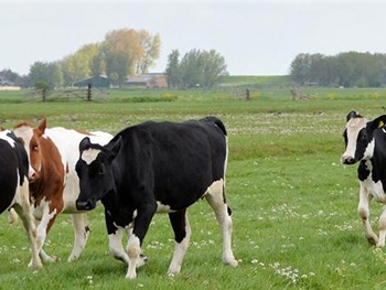 Израильские ученые призывают отказаться от говядины фото