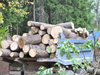 С 1 января запрещен вывоз из Украины необработанной древесины фото