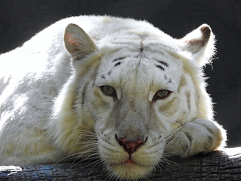 Ученые готовятся воскрешать вымирающих животных фото