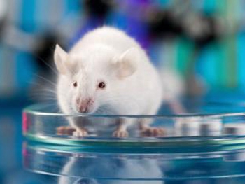 Мышь-убийца: ученые научились превращать мышей в безжалостных монстров фото