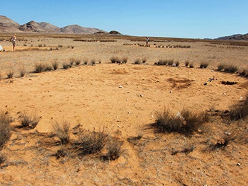 Тайну ведьминых кругов в Африке раскрыли ученые фото