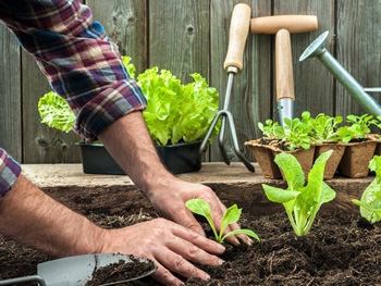 Ученые предупредили, чем может обернуться увлечение садоводством фото