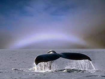 Белая радуга — редкий природный феномен  фото