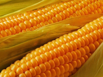 Ученые: Частое употребление кукурузы ведет к сумасшествию и каннибализму фото