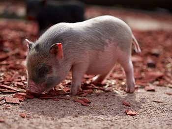 АЧС «подкосила» поголовье свиней в Украине фото