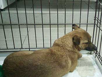 Сбитой машиной ничейной собачке нужна помощь фото