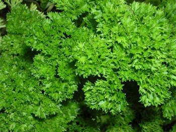 Воры вынесли из теплицы центнер петрушки фото