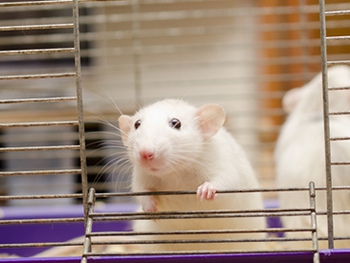 Биологам удалось восстановить сетчатку глаза мыши, удалив ген слепоты фото