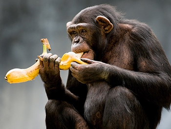 Из обезьяны человека сделали ...фрукты? фото