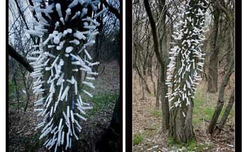 В Мелитополе растет ужасное дерево фото