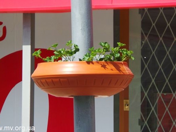 Главный проспект города украсили живыми цветами фото