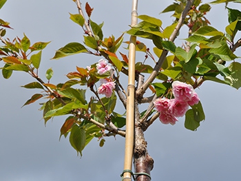 Японцы подарили Запорожью аллею сакур фото