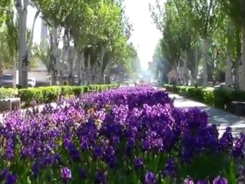 Красивое видео о весеннем Мелитополе появилось в сети фото