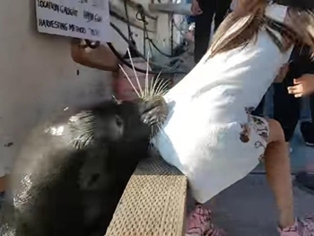 В Канаде морской лев утащил девочку в воду фото