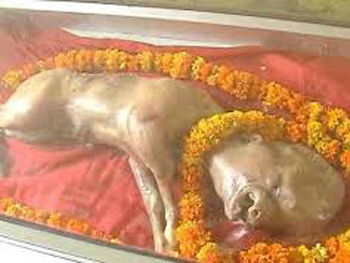 Жуткое видео: в Индии родился теленок с лицом человека фото