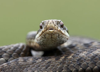 Змея терроризирует жителей дома фото