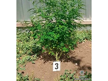 У акимовца нашли культурную коноплю фото