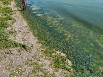 Море в Кирилловке превратилось в болото  фото