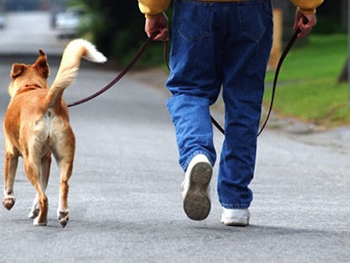 В эти игры с исполкомом играть не хочу, - общество защиты животных отказалось от участия в конкурсе фото