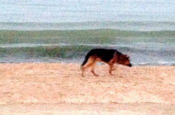 В Кирилловке на пляже бродит потерянная овчарка фото