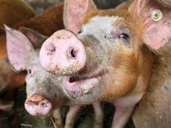 В Украине от эпидемии АЧС погибли 130 тысяч свиней фото