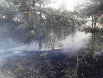 Под Васильевкой горели 5 га леса фото