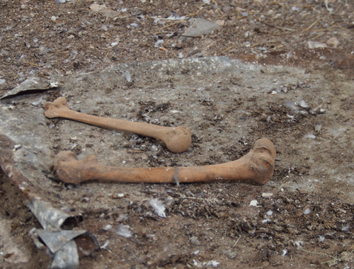 Земля с костями - слухи о человеческих останках в грунте для клумб пугают город фото