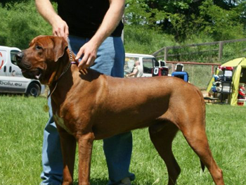 Пока мужчине плохо, его собака хранит его покой от посягательств врачей скорой помощи фото