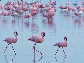 В Украине впервые поселилась стая розовых фламинго фото