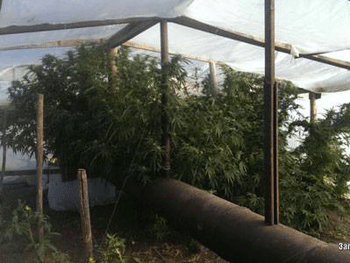 На приусадебном участке мужчина высадил наркоплантацию фото