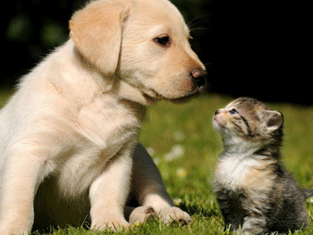 Чиновники в Новосибирской области запретили мяукать кошкам и лаять собакам фото