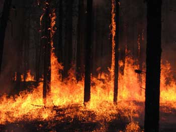 В Семеновском лесничестве был пожар фото