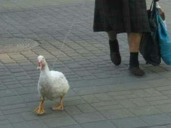 В Мелитополе была замечена странная парочка  фото