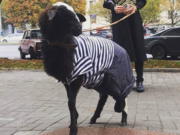 В Запорожье защитница животных вызвала полицию барану у грузинского ресторана фото