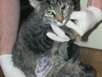 В Чернигове коту сделали татуировку: украинцы в шоке фото