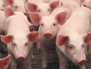 Ученые вывели диетическую породу свиней фото