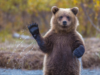 В России застрявшего в окне медведя вытаскивали Камазом. Видео фото