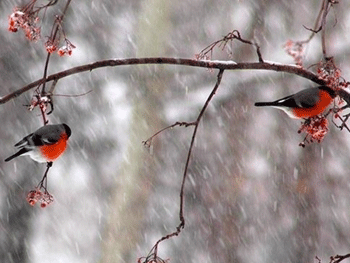 В первый день ноября по всей Украине обещают мокрый снег фото