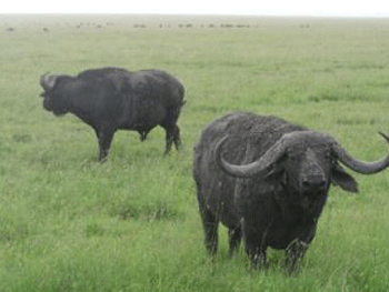 В китайский супермаркет внезапно ворвался разъяренный буйвол. Видео фото