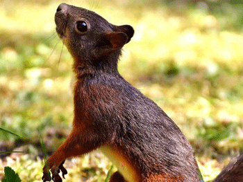 Женщину арестовали за коварную месть бывшему с помощью агрессивных белок фото